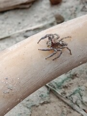 Salticidae or brown and hairy surface jumping spider.Salticidae body pattern