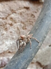 Salticidae or brown and hairy surface jumping spider.Salticidae body pattern