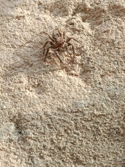 Salticidae or brown and hairy surface jumping spider.Salticidae body pattern