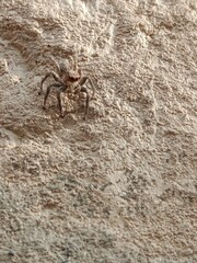 Salticidae or brown and hairy surface jumping spider.Salticidae body pattern