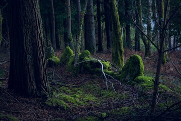 A thick spruce forest trees and mossy ground at a dark hour