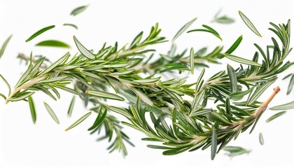 Fototapeta premium Fresh green rosemary herb falling in the air isolates on white background