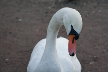 swan on the lake