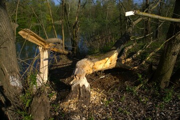 Beavers' work on a tree trunk in a forest
