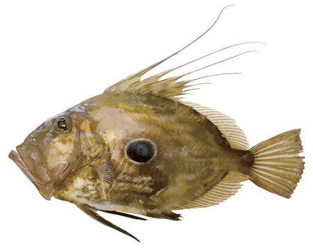 伸びる大口プレデターのマトウダイの魚体リアル調切り抜き白背景イラストレーション。