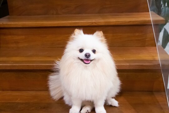 Cachorro da ra&ccedil;a sptiz branco sentado em uma escada de madeira, animal de estima&ccedil;&atilde;o fofo e sorridente, foto de c&atilde;o alegre
