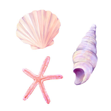 貝がら ヒオウギ貝の貝がら 写真素材 [1086646] - フォトライブラリー