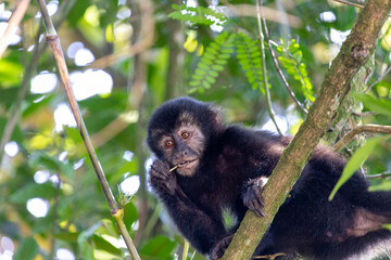 Capuchin Monkey in Parque Caminhos do Mar, Cubatão.