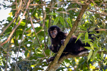 Capuchin Monkey in Parque Caminhos do Mar, Cubatão.