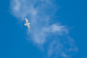 A seagull in flight