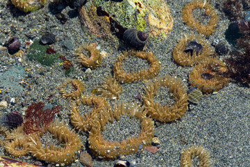 An image of several sea anemones in a cluster on the ocean floor during low tide. 