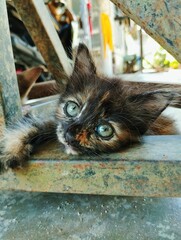 Kitten lying on the floor 