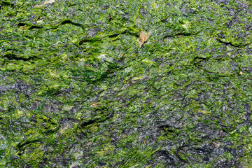 An abstract image of slimy green sea weed texture at low tide. 