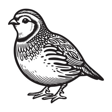 recommend clip art: Line art of quail bird vector