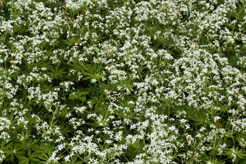 Sweet woodruff growing in the Hermannshof Gardens in Weinheim, Germany.