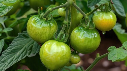 Fototapeta premium Immature green tomatoes and unripe ones still on the tomato plant in the garden
