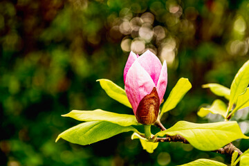 magnolia blossom in vivid pink vertical  flower against  a dark green diffuse background room for...