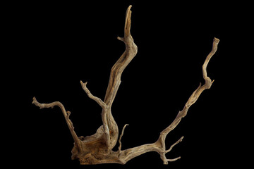 Branch piece of driftwood isolated on black background with clipping path
