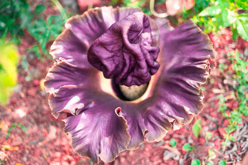 close up of purple flowers of Amorphophallus paeoniifolius, elephant foot yam or whitespot giant arum, Konjac, Stanleya water-tub, taken top view.