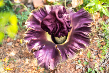 close up of purple flowers of Amorphophallus paeoniifolius, elephant foot yam or whitespot giant arum, Konjac, Stanleya water-tub, taken top view.