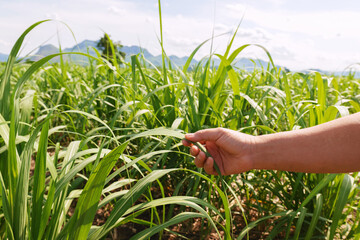 hand is reaching into a field of sugarcane
