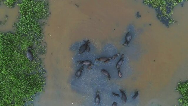 Aerial view of buffalo swimming in swamp