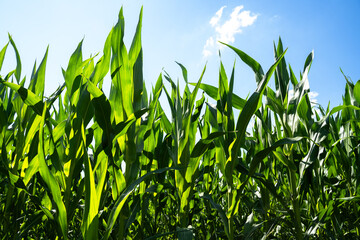 Fototapeta premium Cornfield with blue sunny sky 