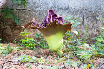 beautiful purple flowers of Amorphophallus paeoniifolius, elephant foot yam or whitespot giant arum, Konjac, Stanleya water-tub, in the garden.