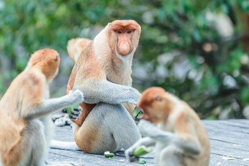 The proboscis monkey (Nasalis larvatus) or long-nosed monkey is a reddish-brown arboreal Old World monkey with an unusually large nose. It is endemic to the southeast Asian island of Borneo.