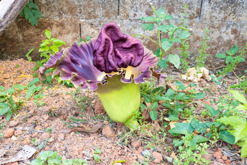 beautiful purple flowers of Amorphophallus paeoniifolius, elephant foot yam or whitespot giant...