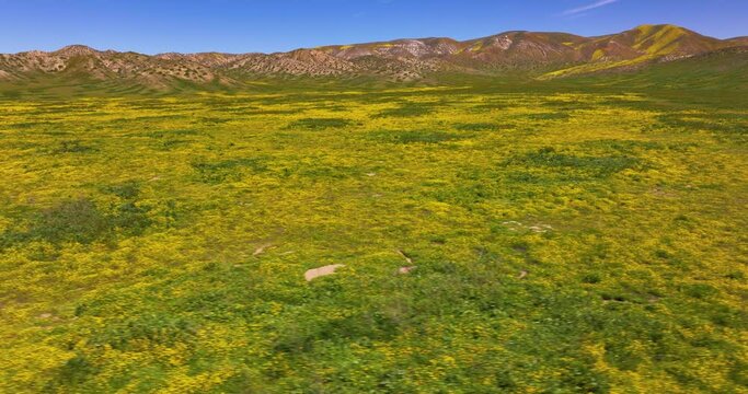 Temblor Range Wildflowers and Native Grasses from Above