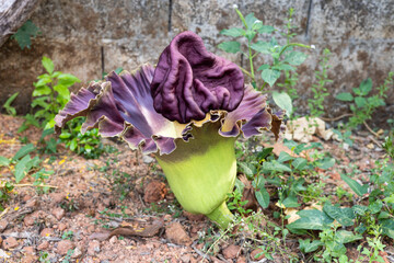 beautiful purple flowers of Amorphophallus paeoniifolius, elephant foot yam or whitespot giant arum, Konjac, Stanleya water-tub, in the garden.