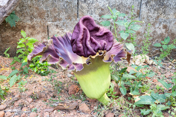 beautiful purple flowers of Amorphophallus paeoniifolius, elephant foot yam or whitespot giant arum, Konjac, Stanleya water-tub, in the garden.