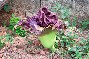 beautiful purple flowers of Amorphophallus paeoniifolius, elephant foot yam or whitespot giant arum, Konjac, Stanleya water-tub, in the garden.