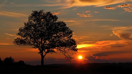 Fototapeta premium Evening sunset silhouette