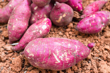 sweet potato or Cilembu isolated on the ground, in the organic farm. in Myanmar. 