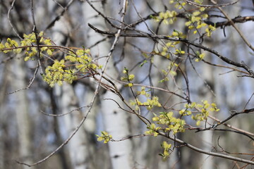 branch with flowers