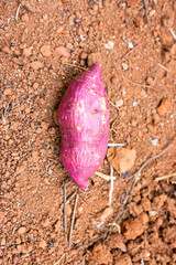 sweet potato or Cilembu isolated on the ground, in the organic farm. in Myanmar. 