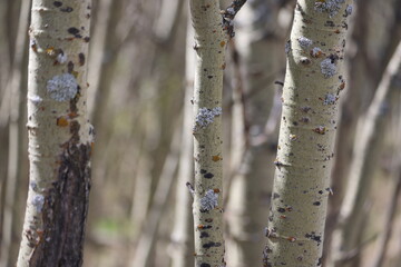 birch tree in spring