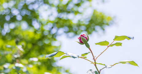 Rose buds beginning to bloom in the warm spring sunlight. Rosa