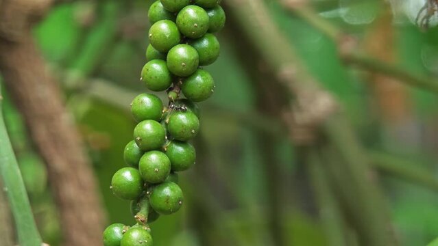 peppercorn on tree