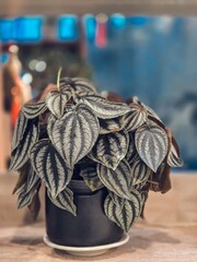Peperomia caperata in black potted.Trees that need low light.Piperaceae
