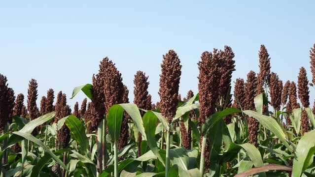 The maturing sorghum is in the farmland in North China