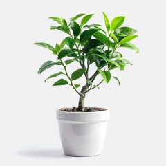 plant on the white background