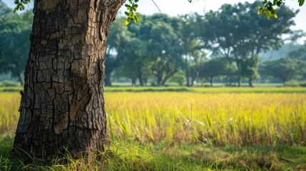 Skin of the tree or tree bark Brown wooden trunk of a tree in a paddy field