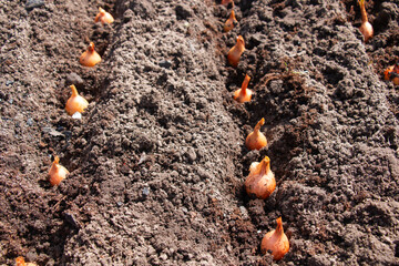 Planting onions of onions in the ground. The process of sowing onion seeds in open ground, soil