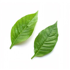Fototapeta premium two leaves on the white background.
