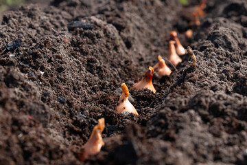 Planting onions of onions in the ground. The process of sowing onion seeds in open ground, soil