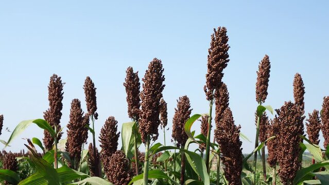 The maturing sorghum is in the farmland in North China