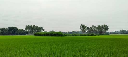 landscape with green grass and fog, a rice field of green rice with trees in the background, rice...